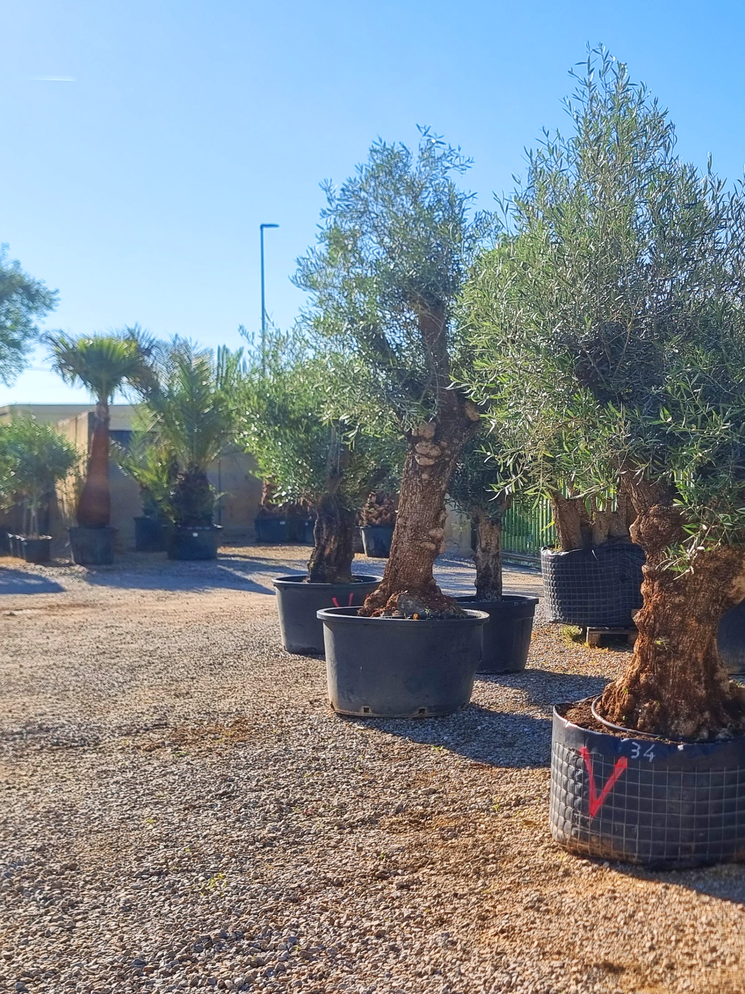 Conseil en plantation Castres, Conseil en plantation Vielmur-sur-Agout, Conseil en plantation Mazamet